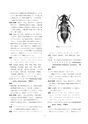 しろありNo.152