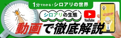 1分でわかるシロアリの世界